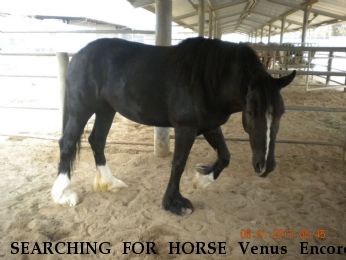 SEARCHING FOR HORSE Venus Encore, $2000.00 REWARD  Near Norco, CA, 92860